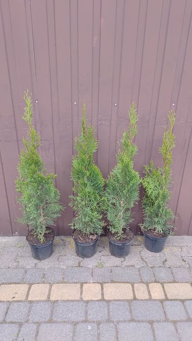 Tuja szmaragd  90 cm