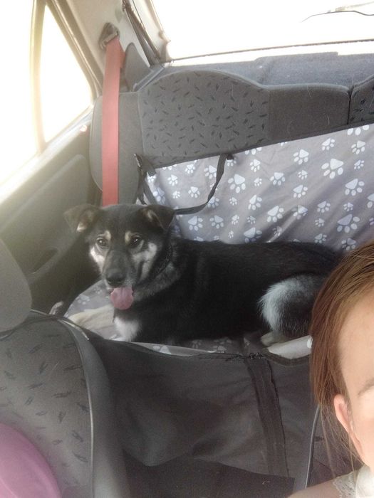 F-I-L-I   - lubi KOTY,  6-letni, łagodny, miły. [FILMIKI}