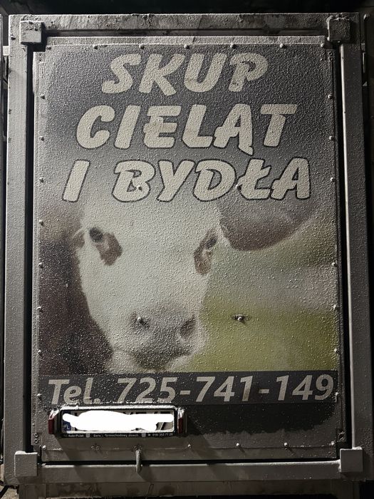 Skup Bydła Wysokie Ceny