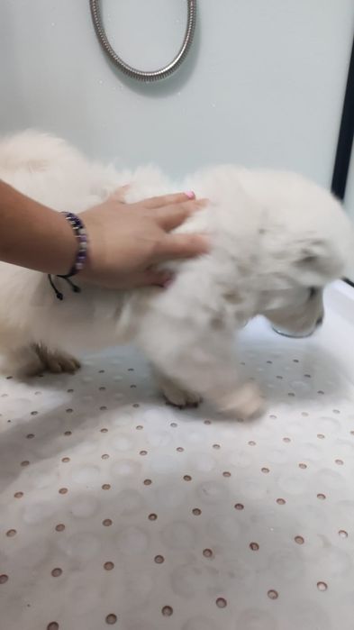gotowa Samoyed ZKwP badania FCI Samojed DOMOWY