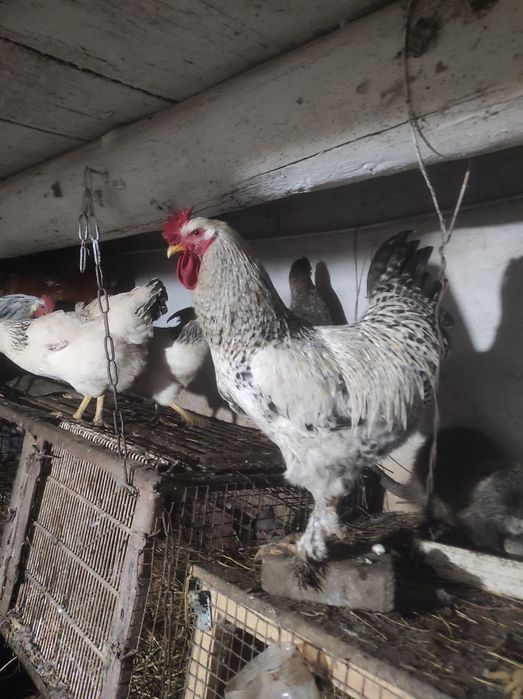 Продам кури ,кіхонхіни