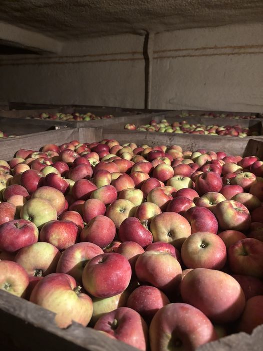 Jabłka Lobo sprzedam