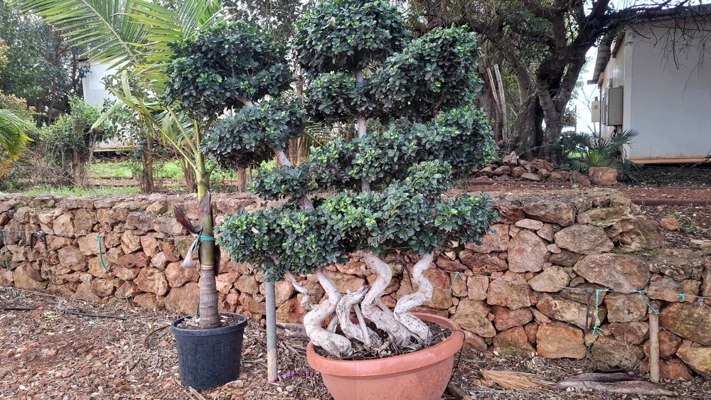 Jardim das Oliveiras