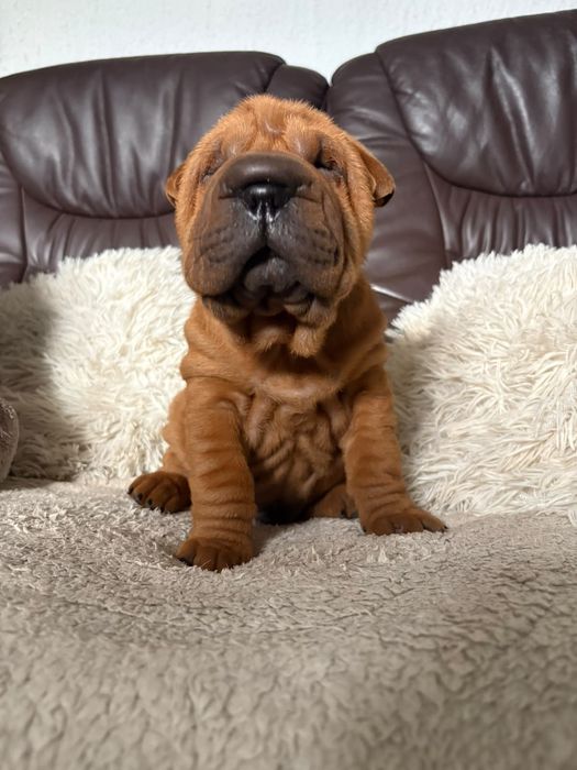 Shar Pei szczeniaki