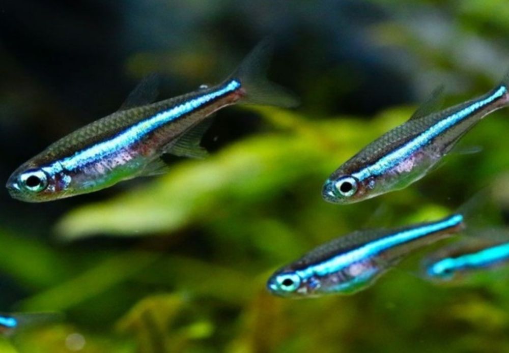 Neon simulans - neon zielony - Paracheirodon simulans