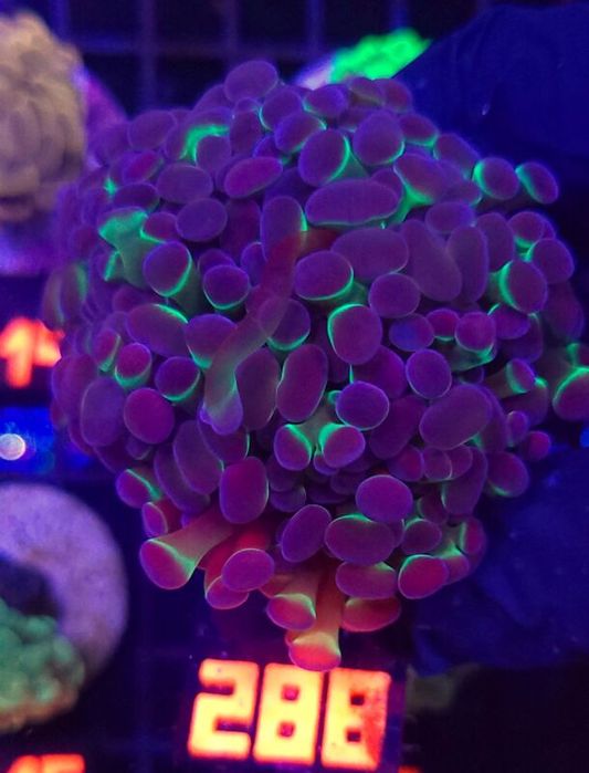 Euphyllia paraancora Purple tip 4h (288) [Koralowiec]