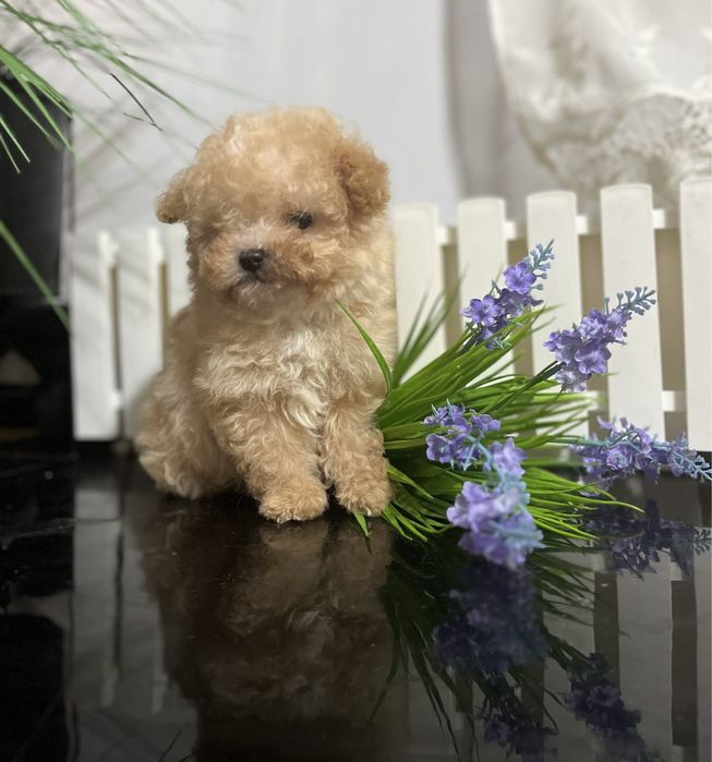 Іграшковий цуцик породи мальтіпу