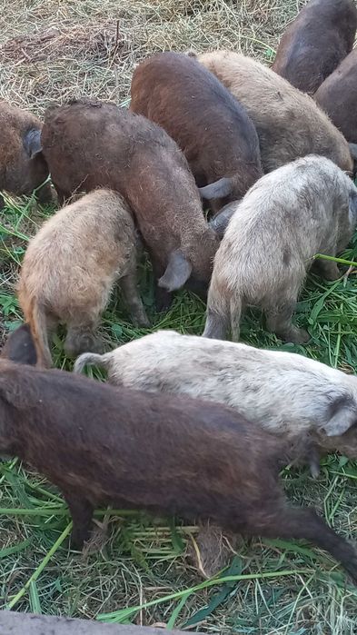 Поросята кармали