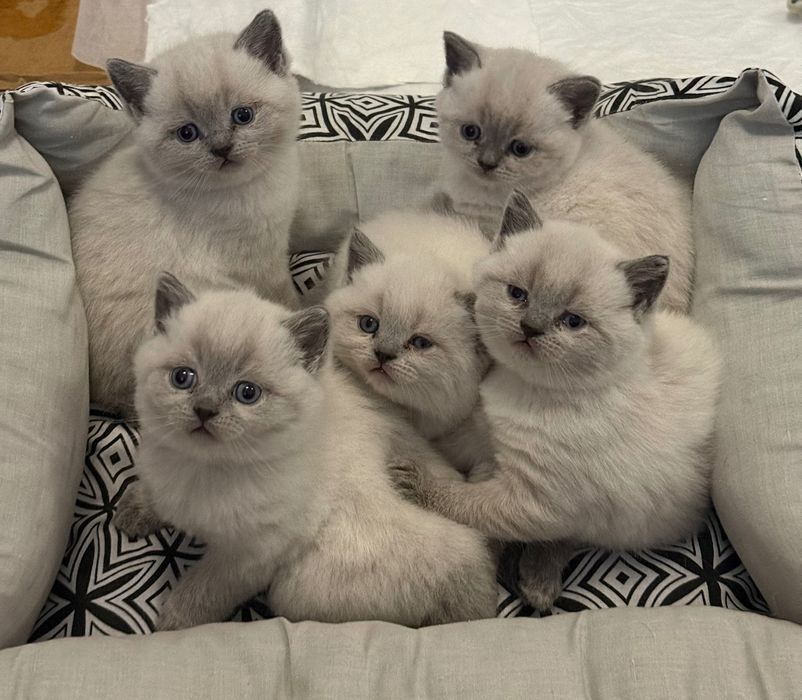 Кошенята порода шотландці блю поінт