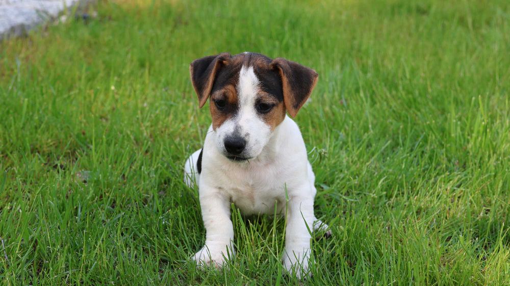 PIESEK  Jack Russell Terrier z hodowli "BREFIO"-do odbioru