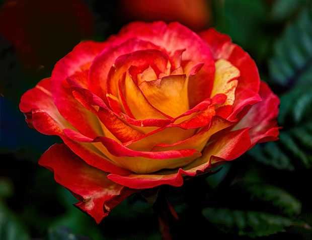 Roseira que dá ROSAS de FOGO, flores lindissimas Apenas envios