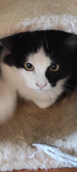 Найкращі котики та кошечки