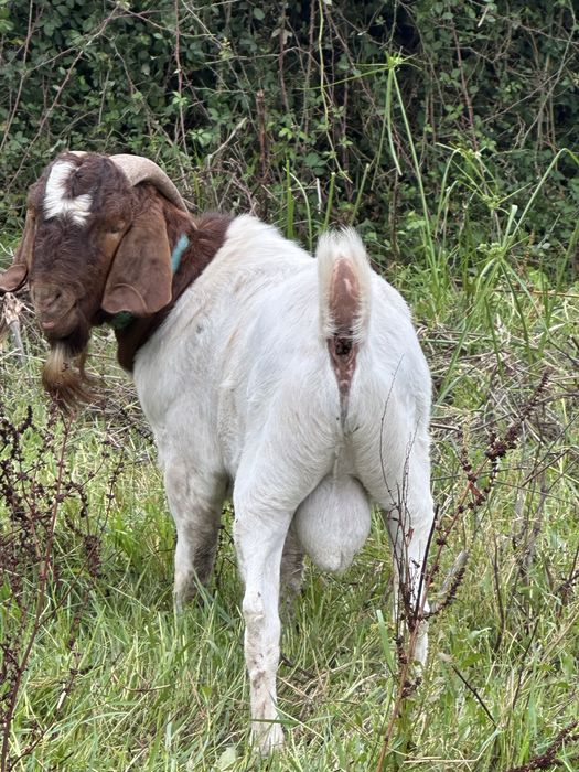 Chivo da raça boer ano e meio