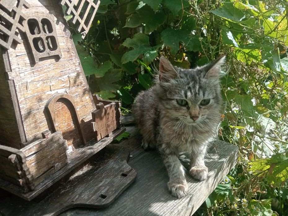 Кошенята маленькі