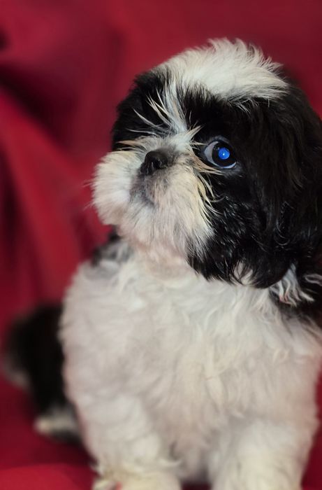 Shih Tzu suczka czarno -biała