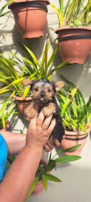 Yorkshire terrier macho
