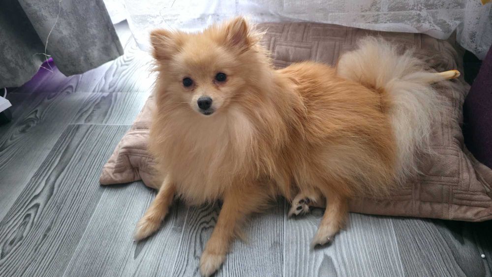 Шпіц хлопчик.Терміново!Супер ціна.