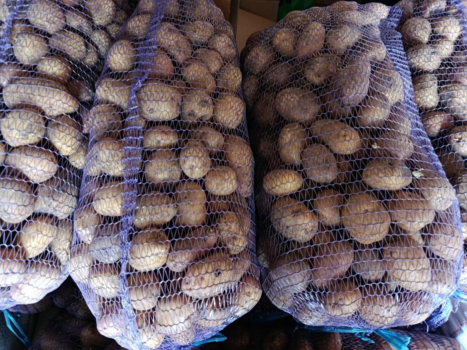 Продам картоплю велику