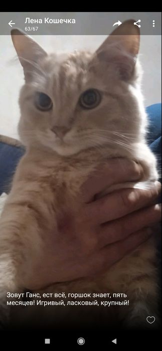 Отдам даром котика