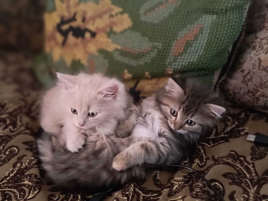 Кошеня віком 3 місяці