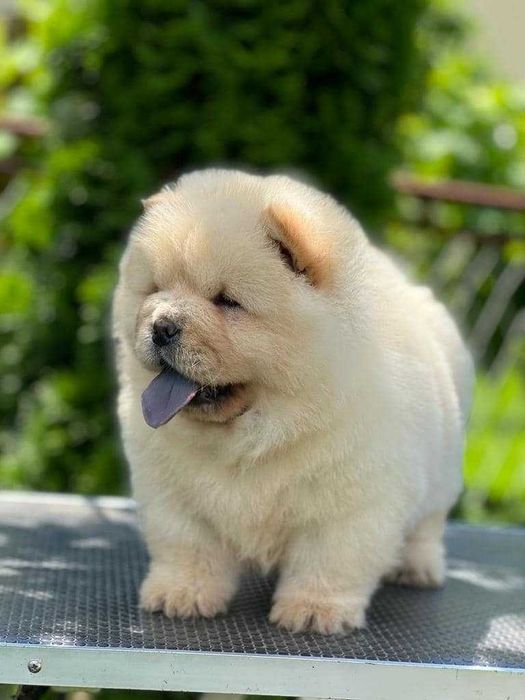 Chow Chow disponível
