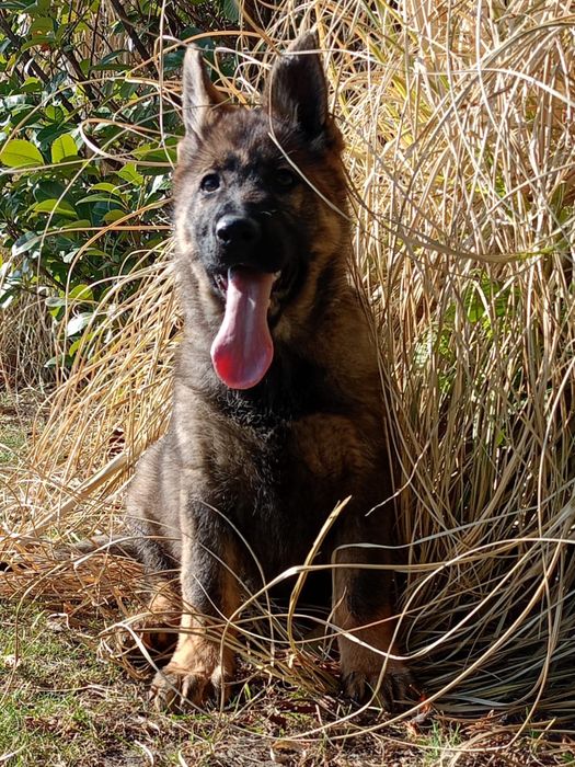 Owczarek niemiecki  linia użytkowa FCI