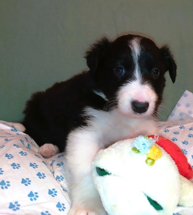 Border collie szczenię