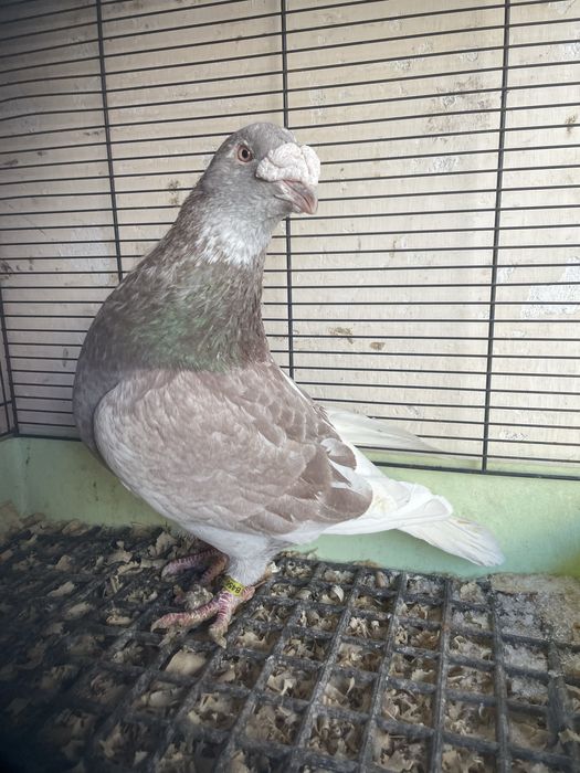 Gołębie staropolskie