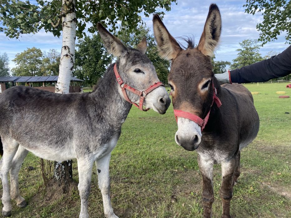 Oślica Rossa z zagrody edukacyjnej