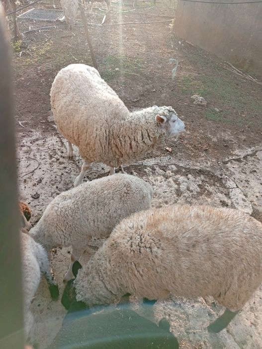 Mudar de pasto Ovelha Hill de Françe com  uma cria