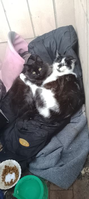 Котик і кішечка в добрі руки