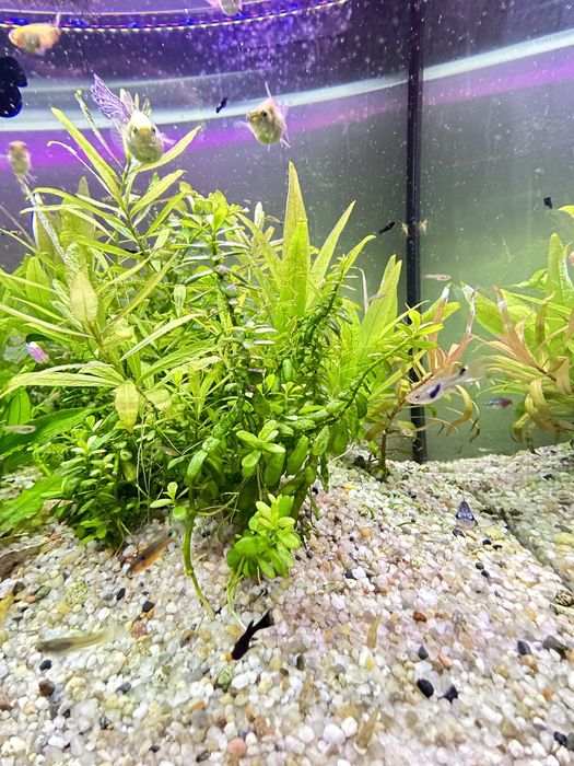 Sprzedam zestaw roślin i małych rybek.