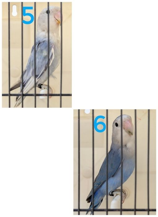 Agapórnis roseicollis