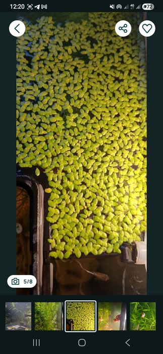 Водоросли для аквариума