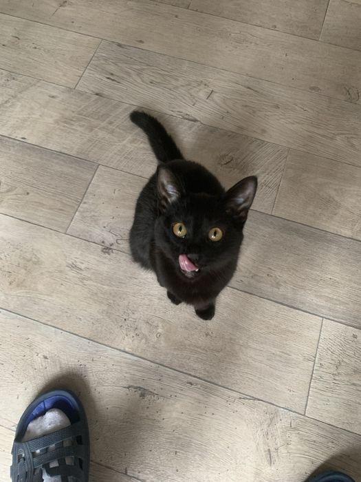 Отдам в хорошие руки кошечку