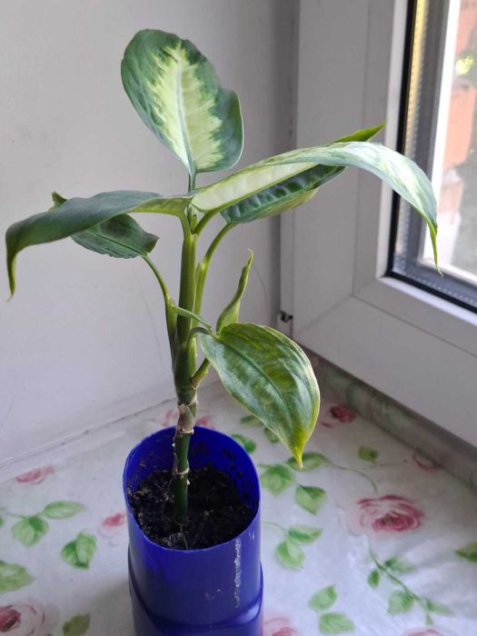 Комнатные и садовые растения, розмарин, бругмансия, топинамбур