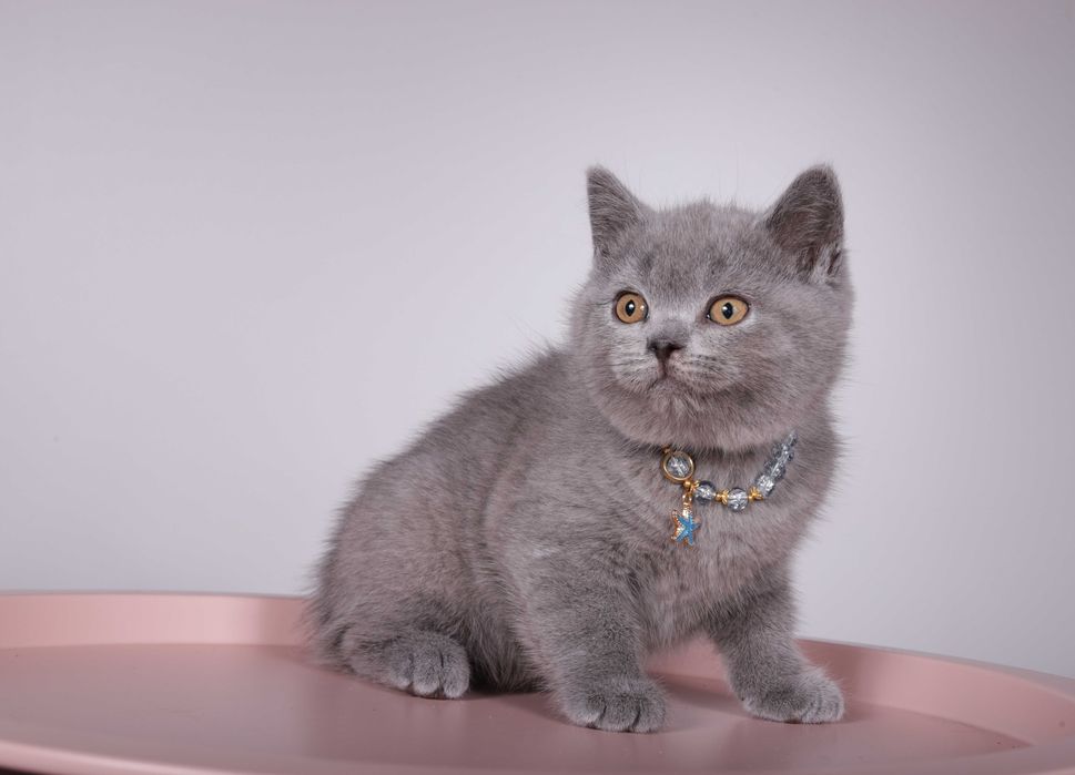 Британский короткошерстный котёнок голубого окраса Foster