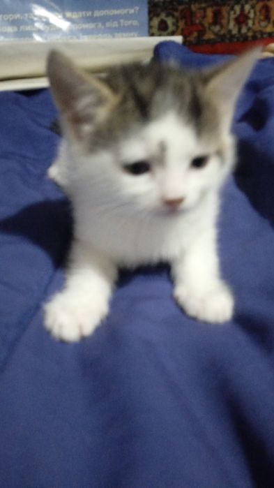 Трое Котят двухмесячные