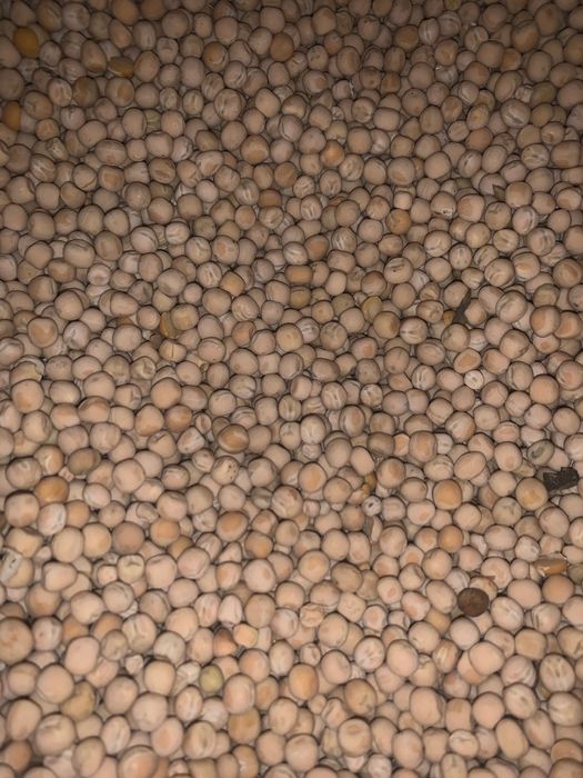 Продам горох для корму