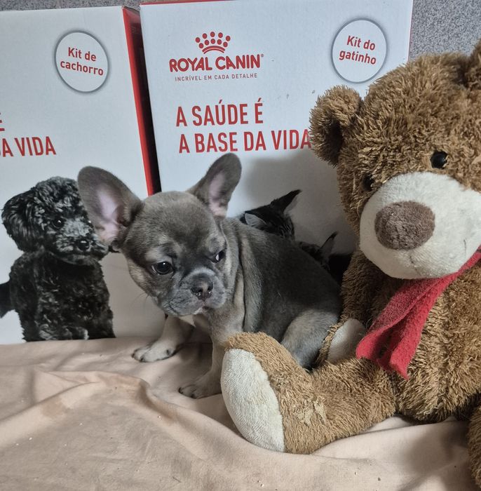 Bulldog Francês FÊMEA Blue Sable Criadora Registada PT 3088 FL