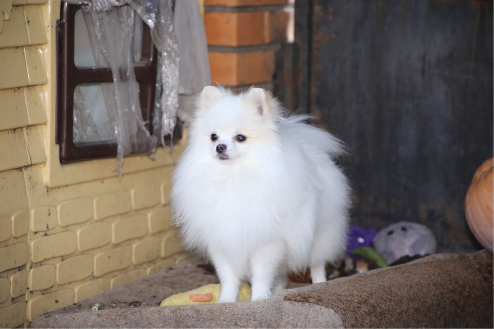 Хлопчик померанец міні