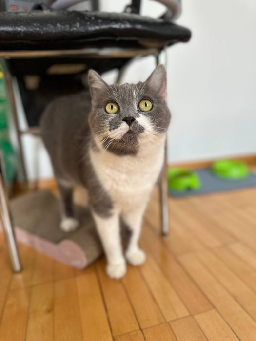 Лізочка шукає дім