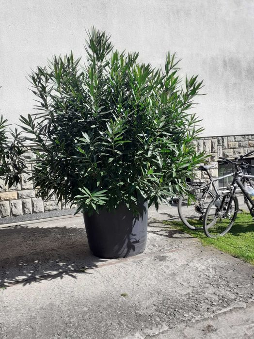 OLEANDER różowo-czerwony 2 szt.