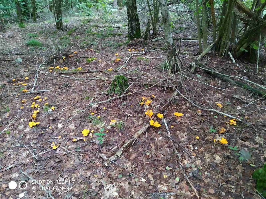 Грибы лисички, сухие, мороженные, свежие.