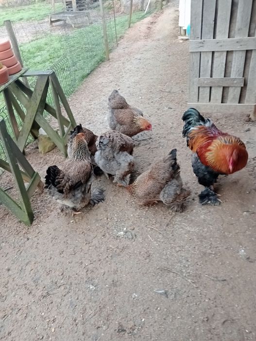 Ovos galados de Brahma perdiz dourada