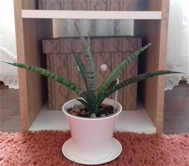 Сансев'єра Яваніка сансевиерия Яваника