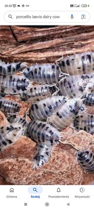 Porcelio leavis dairy cov