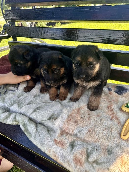 Чистокровні німецькі вівчарки