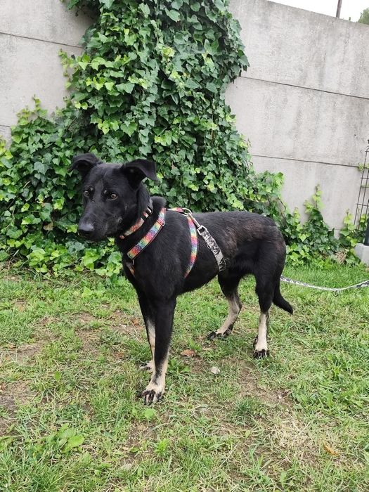 Bossik cudowny 2 letni kundelek do adopcji