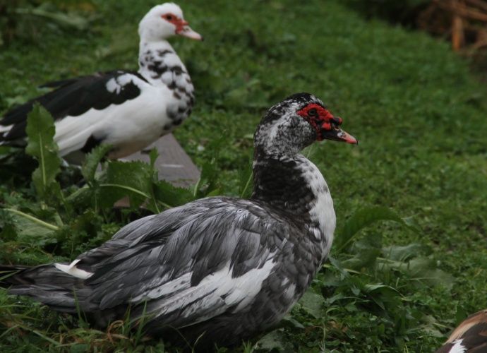 Продам мускусних качок!